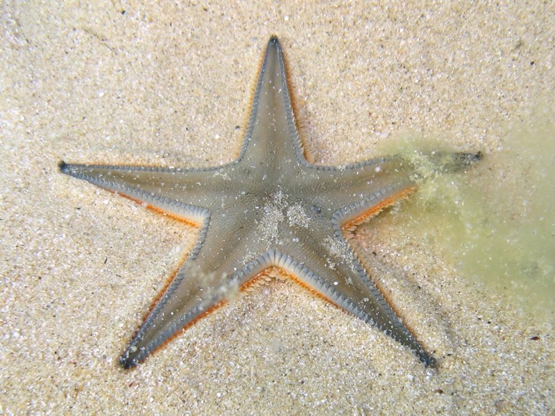 Astropecten jonstoni (Delle Chiaje, 1827)